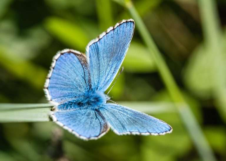 blue butterfly