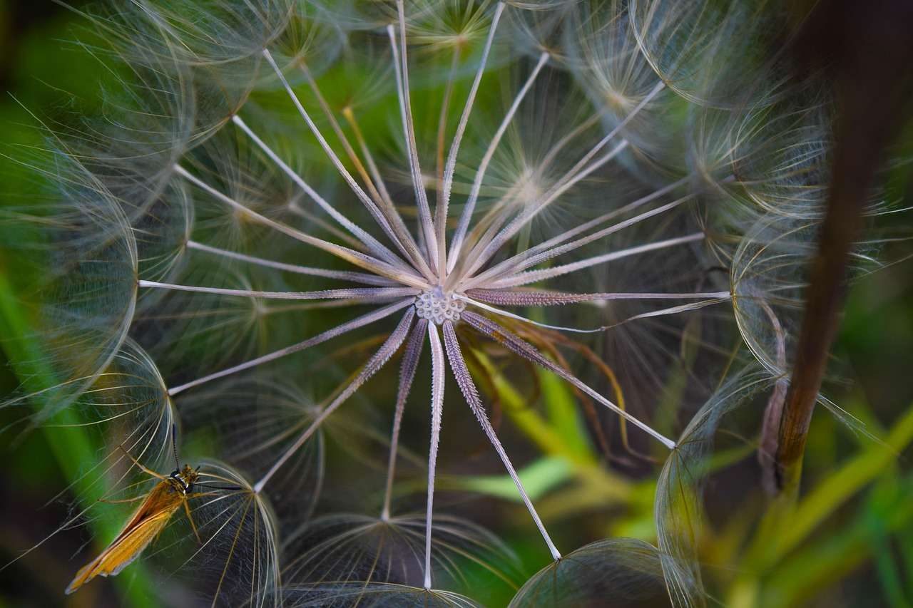 dandelion