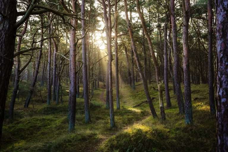 forest