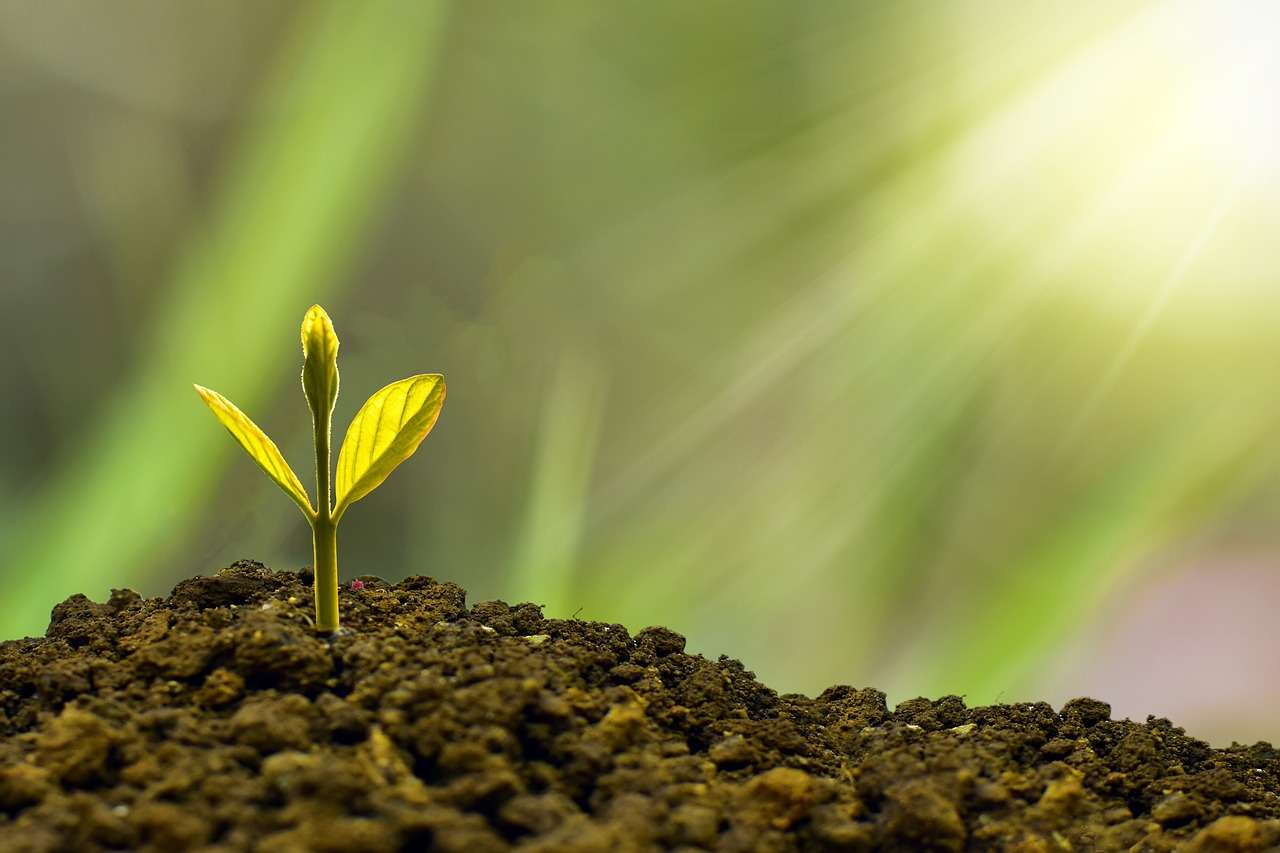 new growth emerging